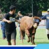 Pertamina EP Zona 7 Tebar Kepedulian Iduladha 1447 H, Salurkan 40 Sapi dan 63 Kambing untuk Masyarakat