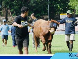 Pertamina EP Zona 7 Tebar Kepedulian Iduladha 1447 H, Salurkan 40 Sapi dan 63 Kambing untuk Masyarakat