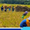 Harga Gabah Tembus Rp.8.300 Perkilo, Petani Indramayu Nikmati Panen Menguntungkan